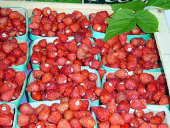 Wild strawberries at the beginning of the season