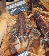 Living lobster from Brittany.  The owner's son is being trained to take over the business